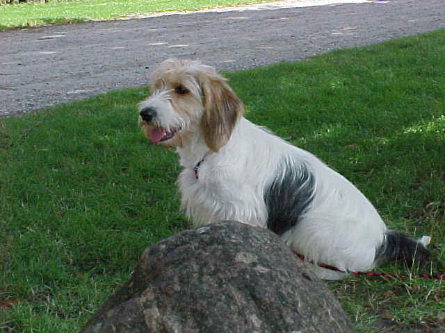 Petit Basset Griffon Vendeen