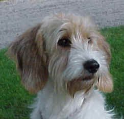 Petit Basset Griffon Vendeen