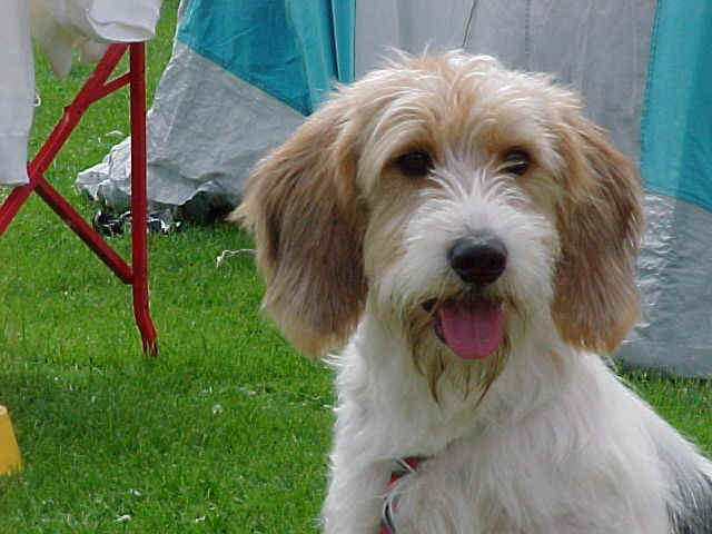 Petit Basset Griffon Vendeen