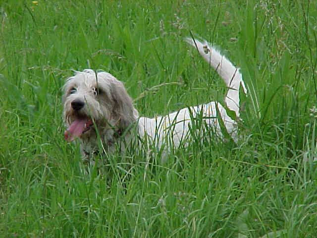 Petit Basset Griffon Vendeen