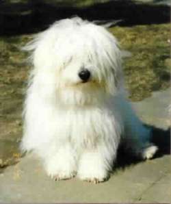 Coton de Tulear